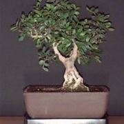 Pistacchio bonsai