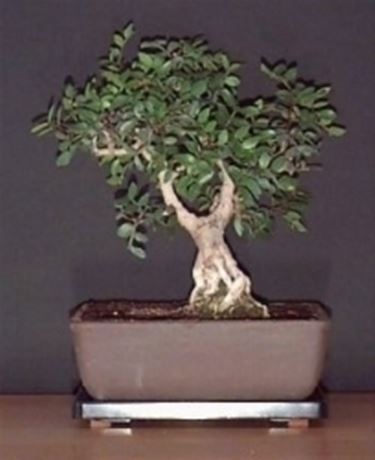 Pistacchio bonsai