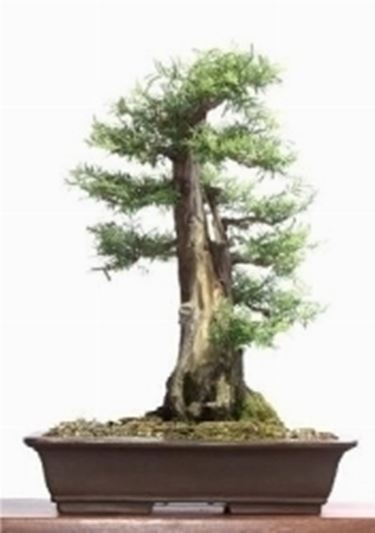 Podocarpo bonsai