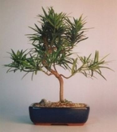 Podocarpo bonsai