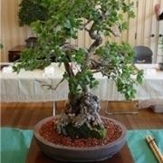 Quercia bonsai