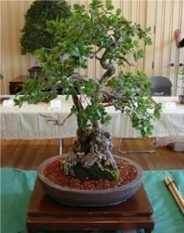 Quercia bonsai