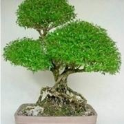 bonsai serissa