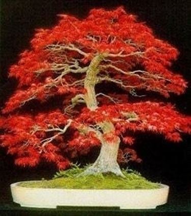 Quercia bonsai