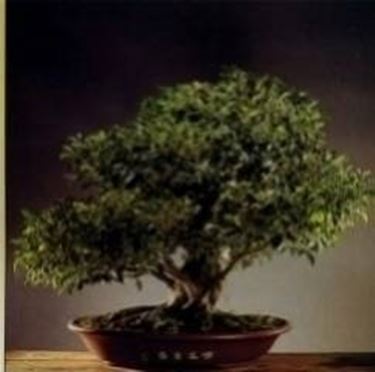 Bonsai di ficus