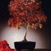 bonsai di acero