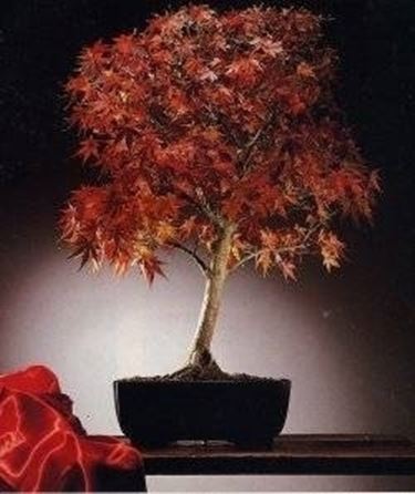 bonsai di acero