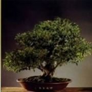 bonsai di ficus