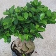 Ficus ginseng