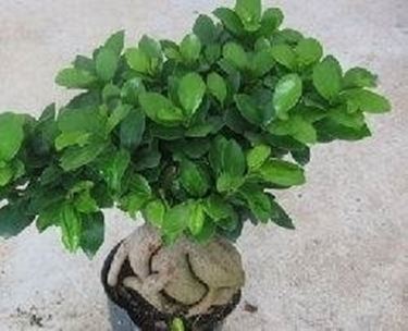 Ficus ginseng