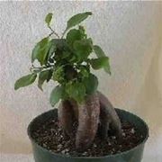 Ficus bonsai