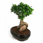 ficus bonsai