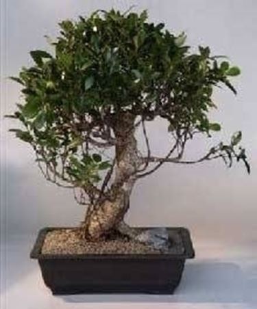 Ficus bonsai