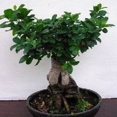 Ficus