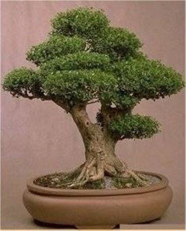 Bonsai Olivo Recuperado