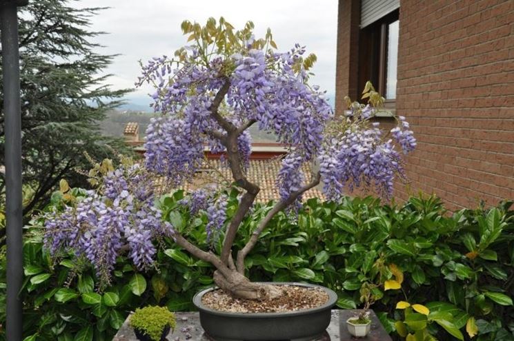 bonsai glicine