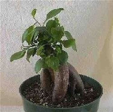 Ficus ginseng