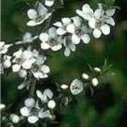 leptospermum