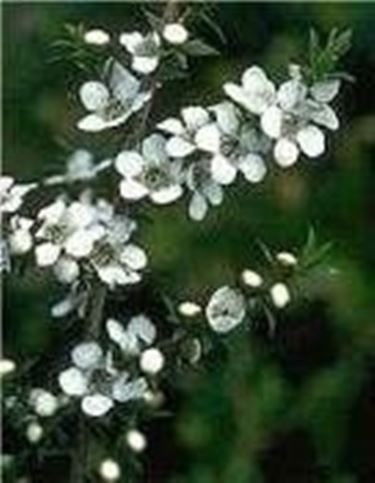 leptospermum