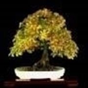 Bonsai di carpino