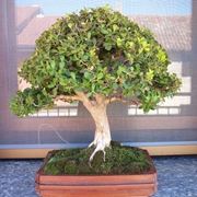 Bosso bonsai