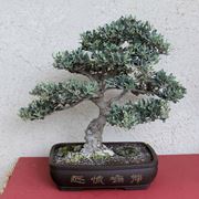 bonsai di ulivo