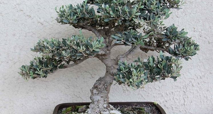 bonsai di ulivo