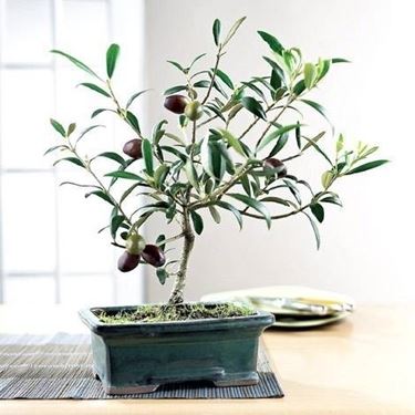 bonsai ulivo