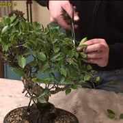 Ficus ginseng