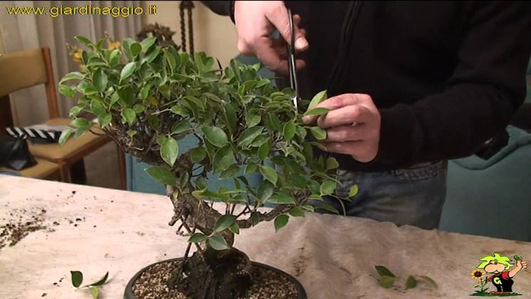 Ficus ginseng