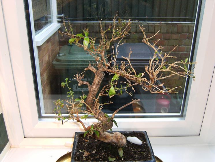 bonsai senza foglie