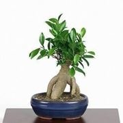 Ficus bonsai