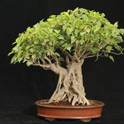 Ficus bonsai