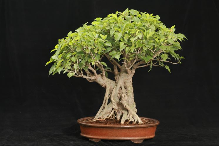 Ficus bonsai