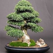 bonsai