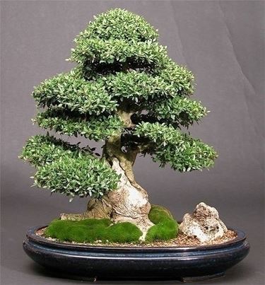 bonsai