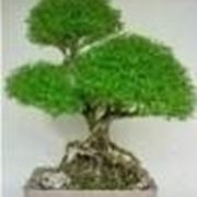 Bonsai di serissa