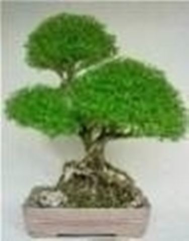 Bonsai di serissa