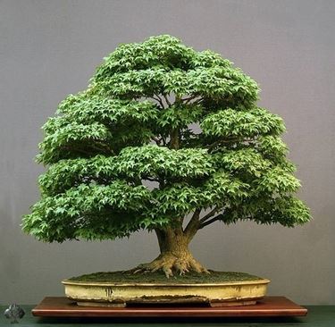 bonsai