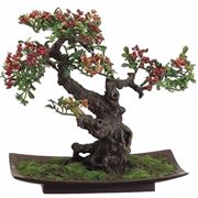 Bonsai di pyracantha