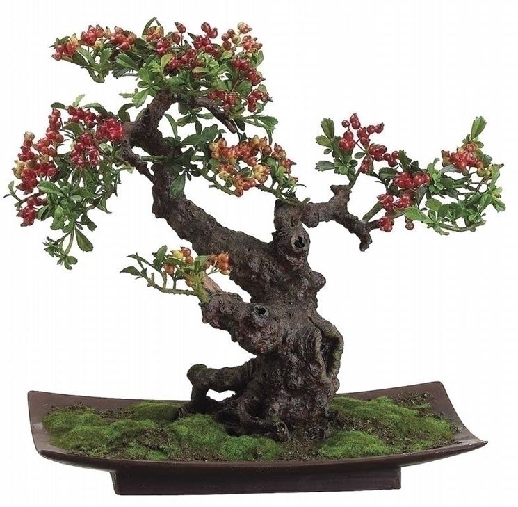 Bonsai di pyracantha