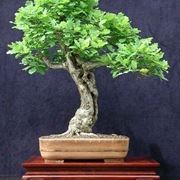 quercia bonsai