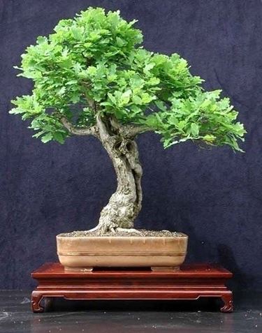 quercia bonsai