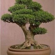 Bonsai di bosso