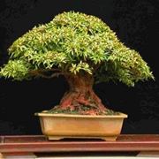 acero bonsai