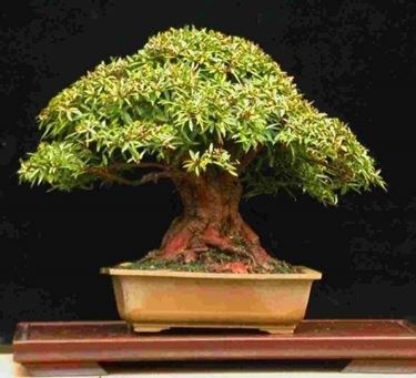 acero bonsai