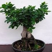 Ficus ginseng