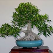 ficus bonsai