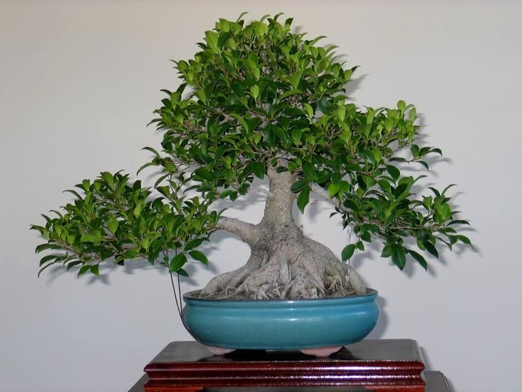 ficus bonsai