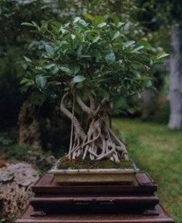 Ficus retusa bonsai